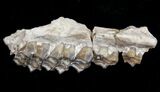 Oligocene Ruminant (Leptomeryx) Jaw Section #10559-2